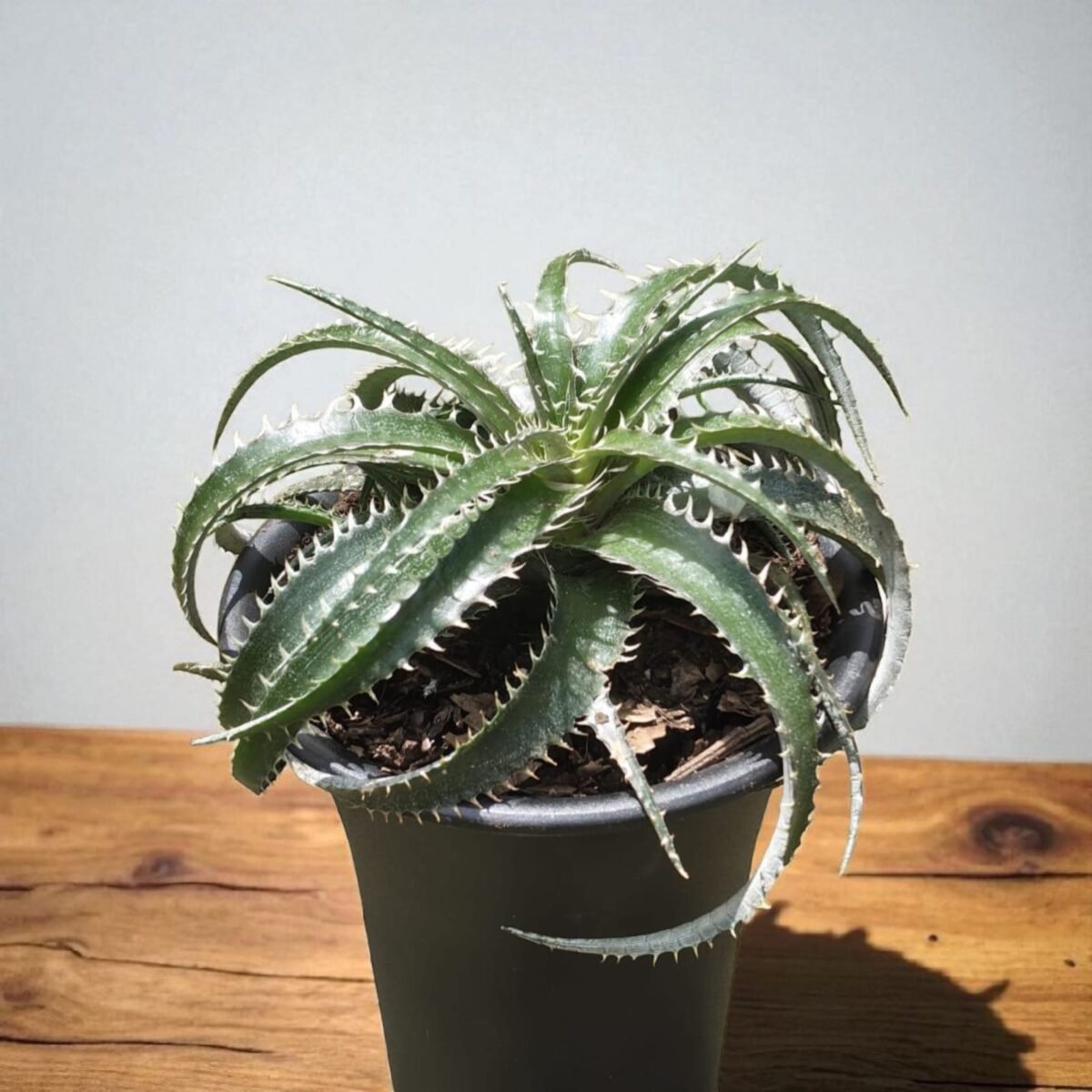 Dyckia - Image 5