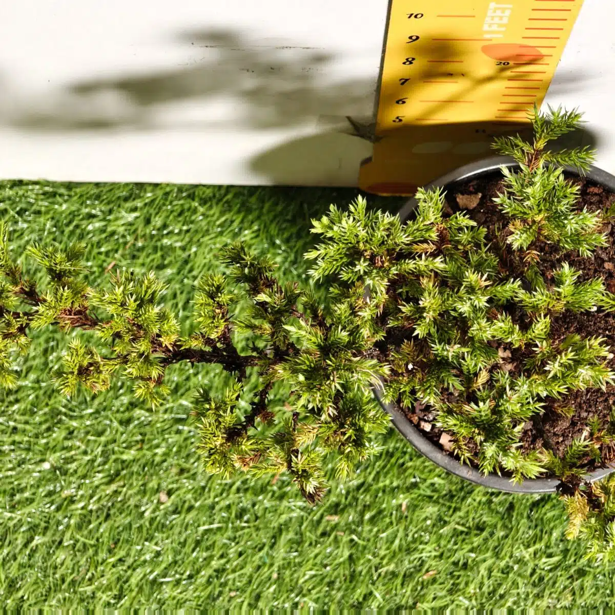 Juniperus Prostrata (Juniper Horizontalis) - Image 18