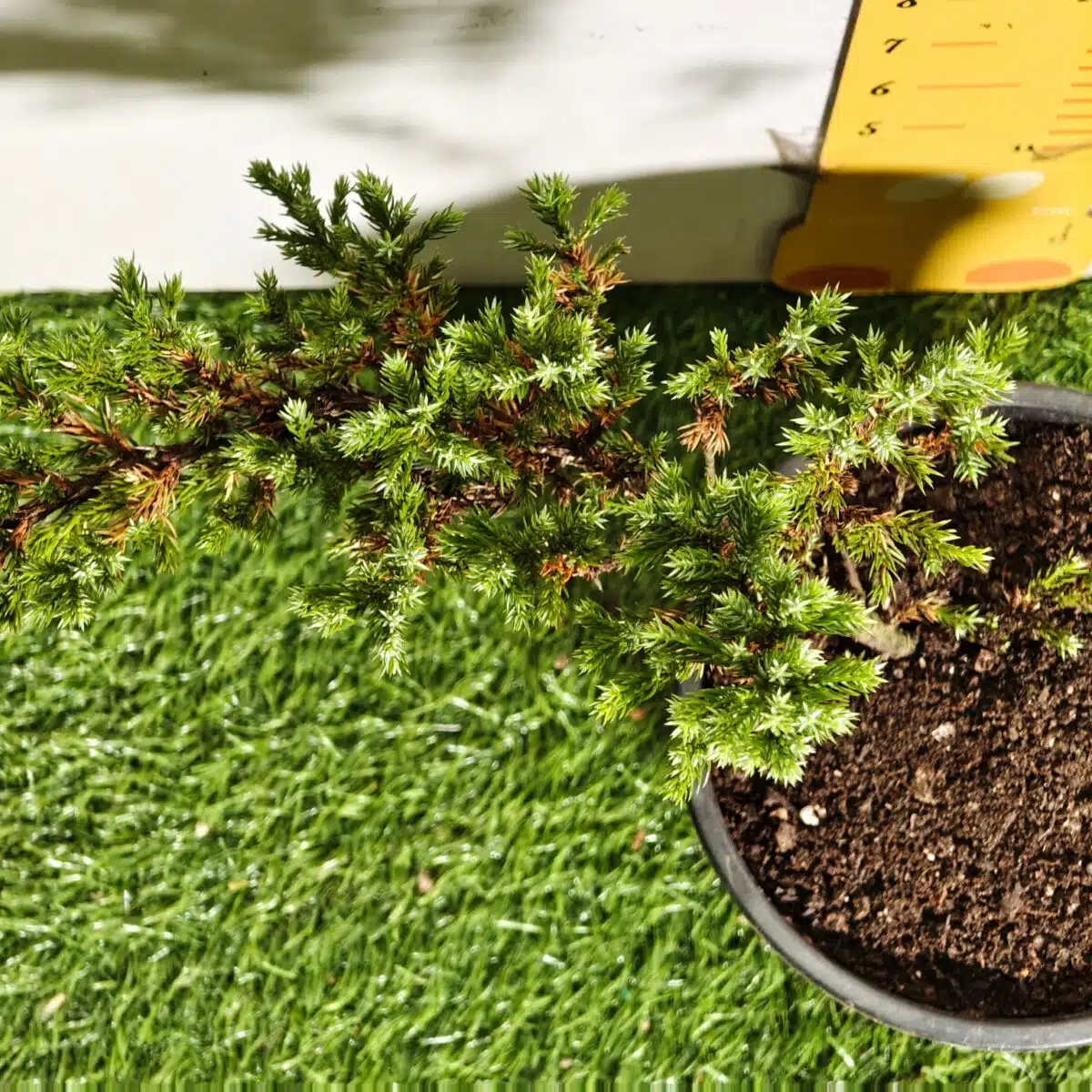 Juniperus Prostrata (Juniper Horizontalis) - Image 13
