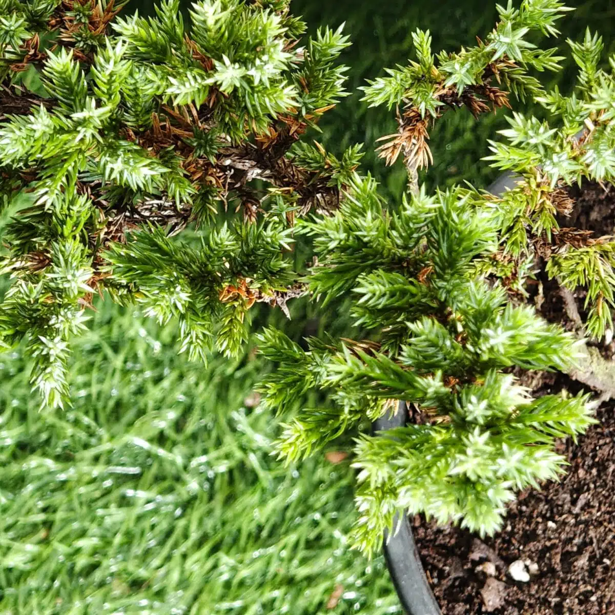Juniperus Prostrata (Juniper Horizontalis) - Image 9