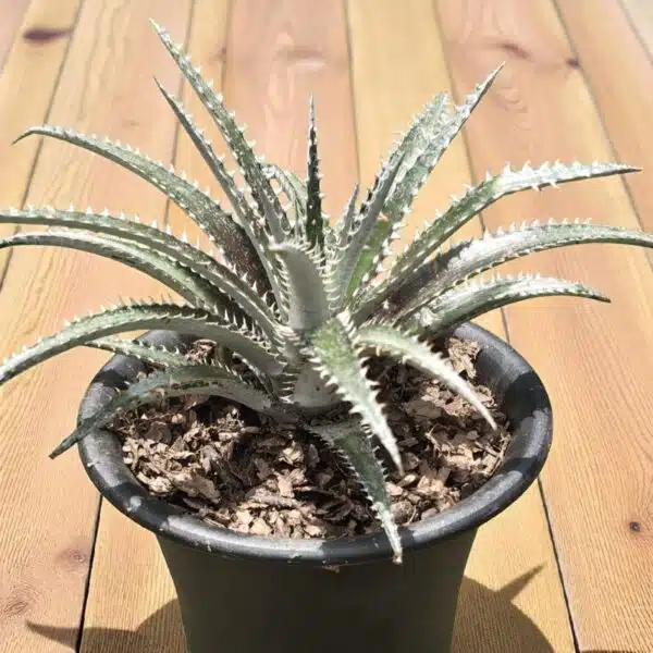 Dyckia - Image 2
