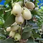 White Jamun (Syzygium cumini) Grafted Fruit Plant