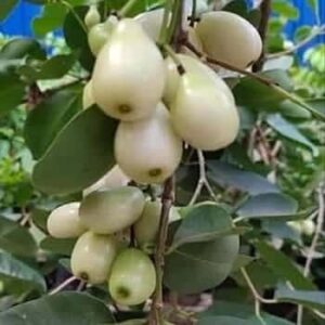 White Jamun (Syzygium cumini) Grafted Fruit Plant