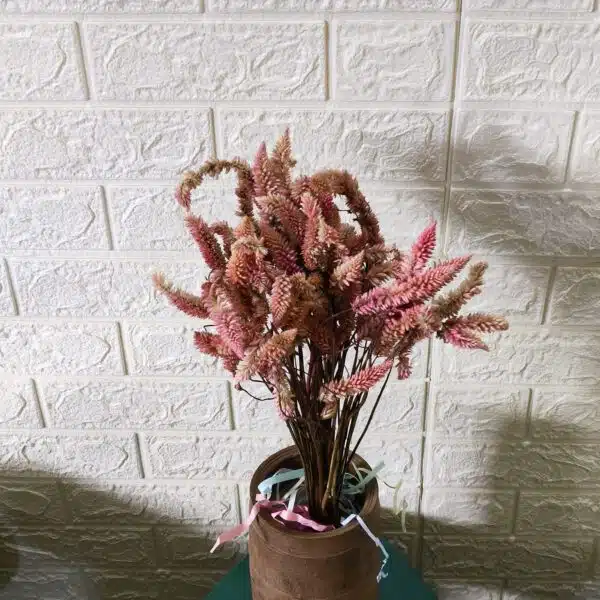 Dried Celosia Flowers, Flamingo Feather - Image 3