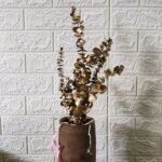 Naturally Dried Eucalypyus Stems (Gold Spray) - Set Of Five Stem