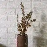 Naturally Dried Eucalypyus Stems (Gold Spray) - Set Of Five Stem