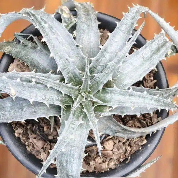 Dyckia - Image 4