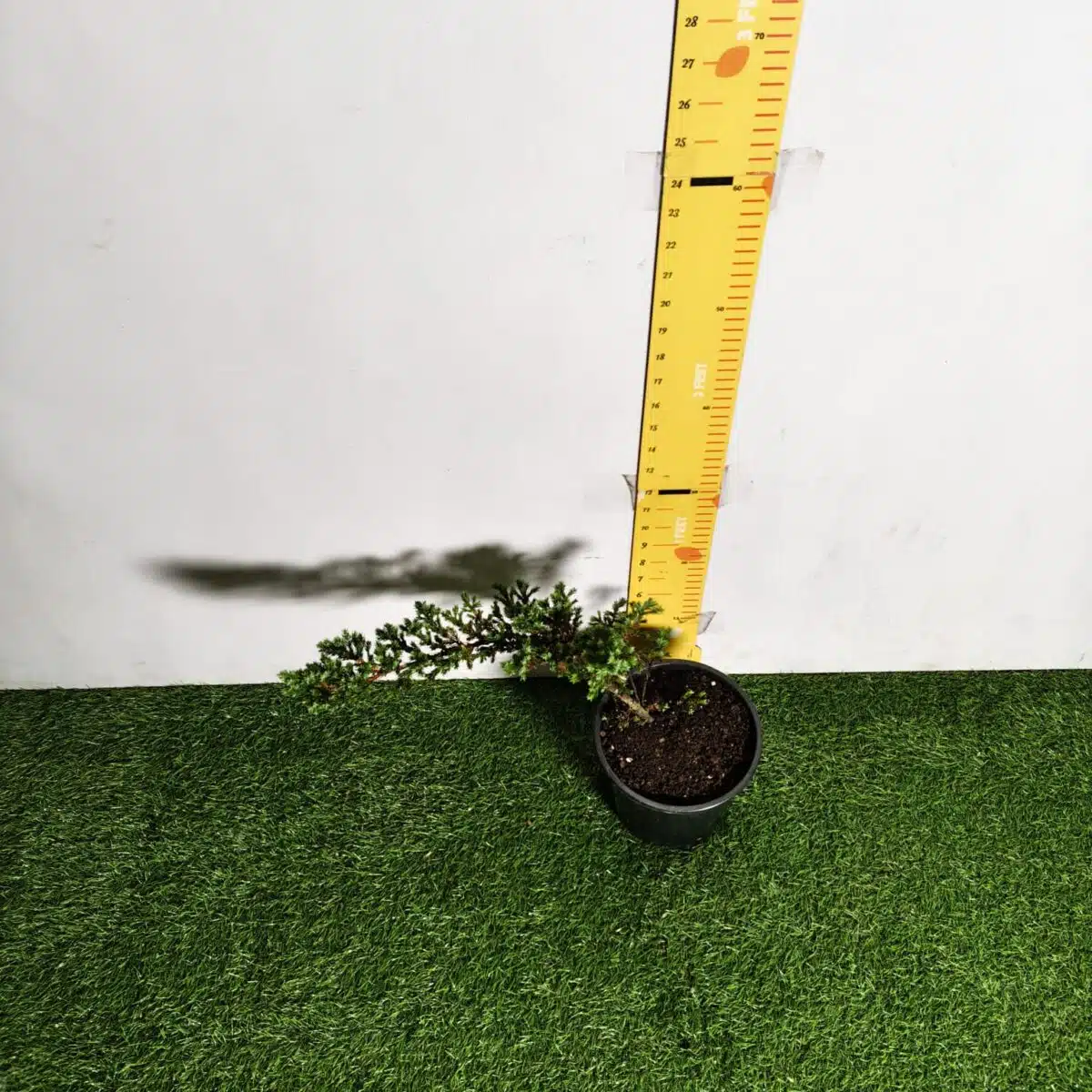 Juniperus Prostrata (Juniper Horizontalis) - Image 22