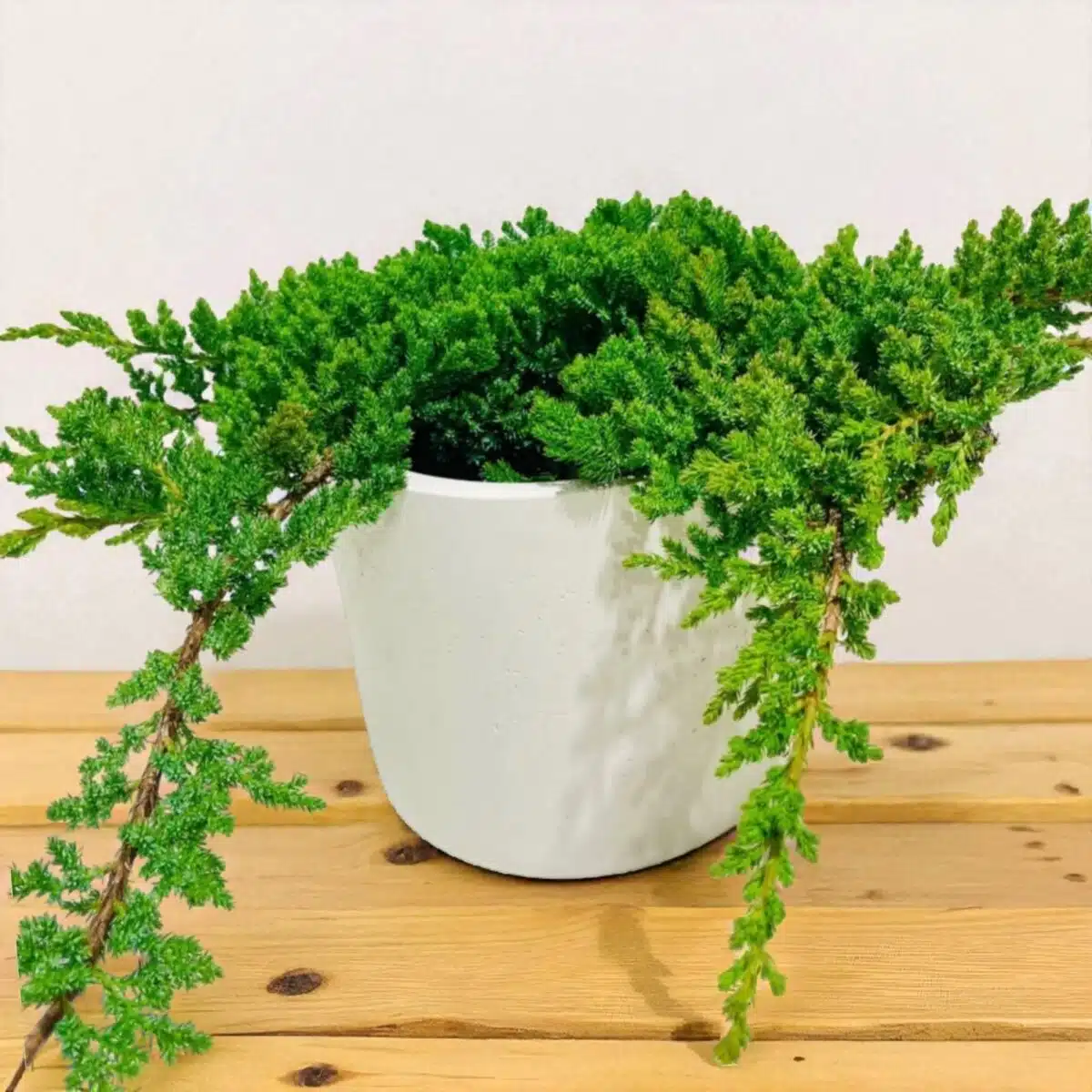 Juniperus Prostrata (Juniper Horizontalis) - Image 29