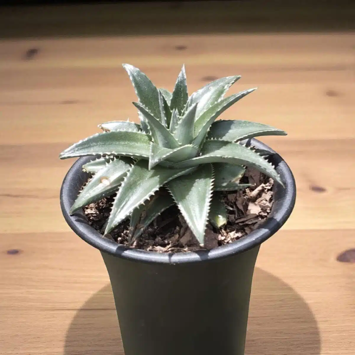 Dyckia - Image 2