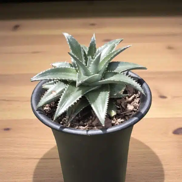Dyckia - Image 2