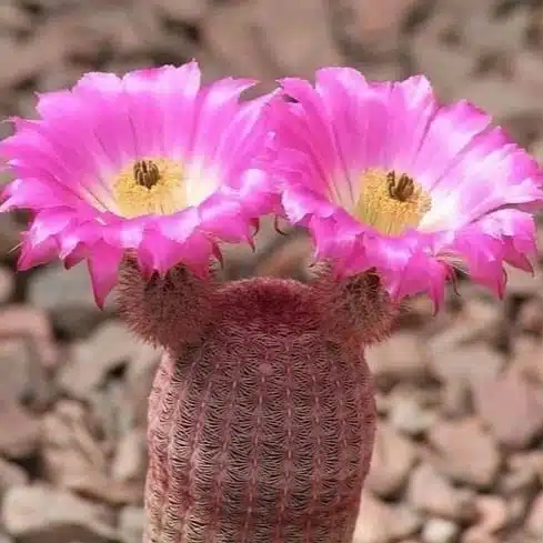 Arizona rainbow cactus (Echinocereus rigidissimus) - Image 11