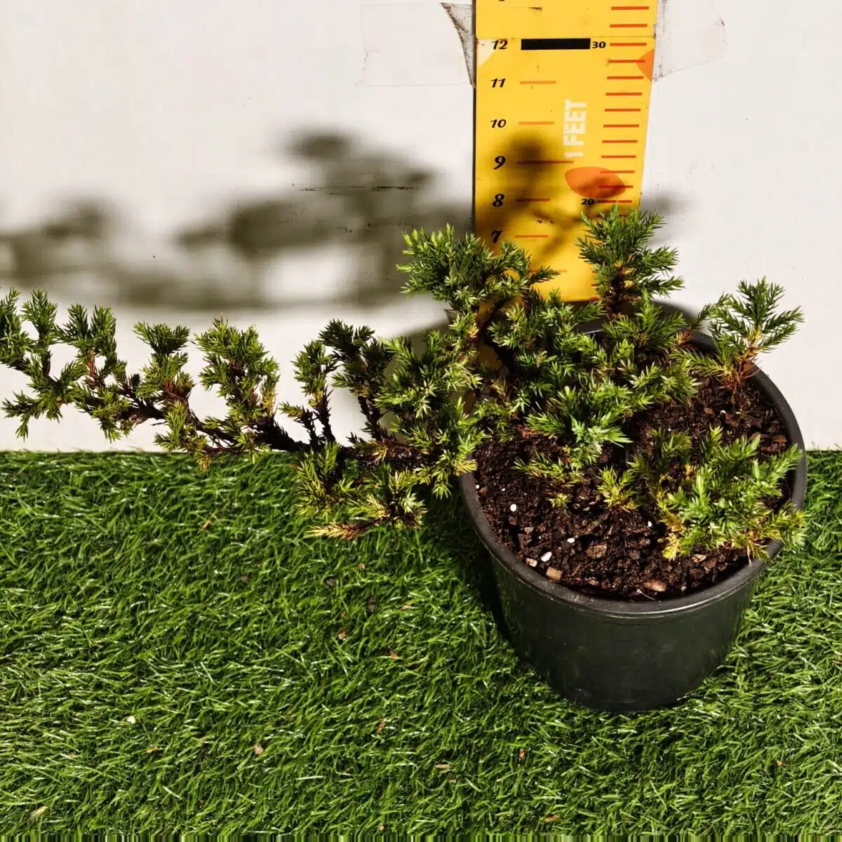 Juniperus Prostrata (Juniper Horizontalis) - Image 12