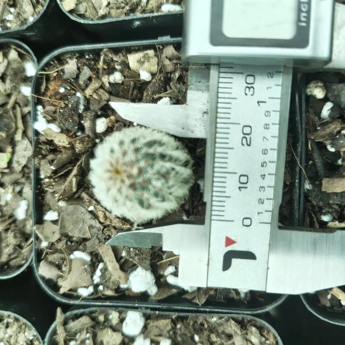 Arizona rainbow cactus (Echinocereus rigidissimus) - Image 5