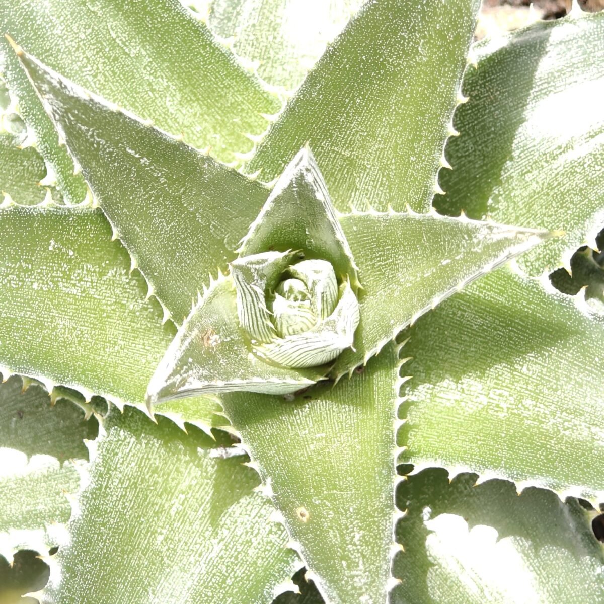 Dyckia - Image 5