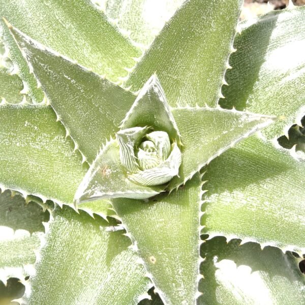 Dyckia - Image 5
