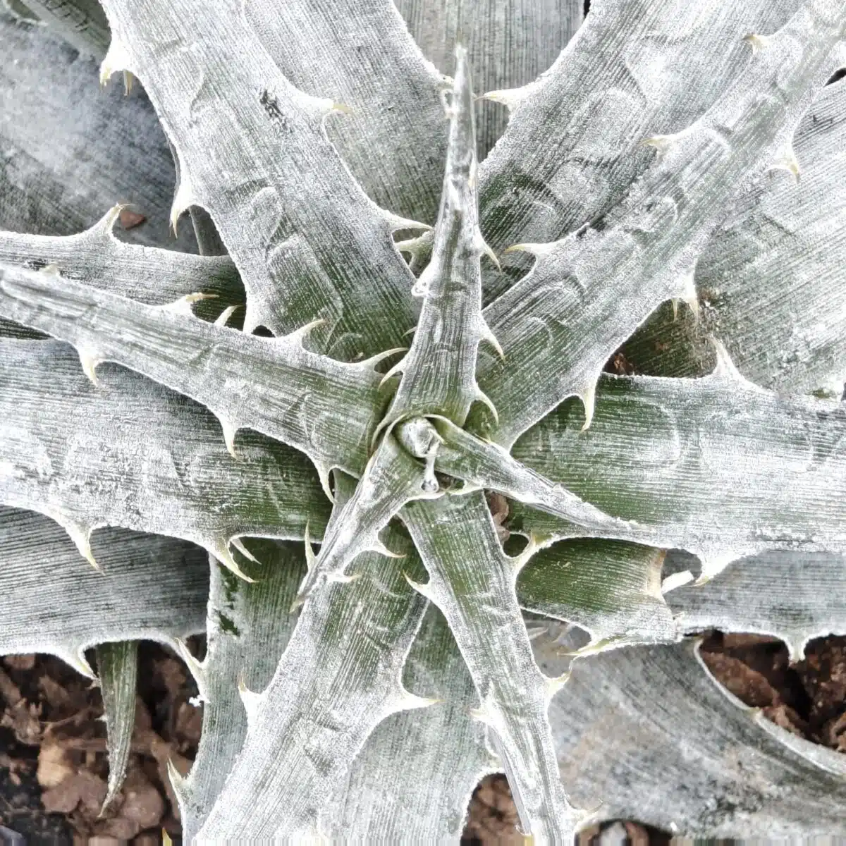 Dyckia - Image 2
