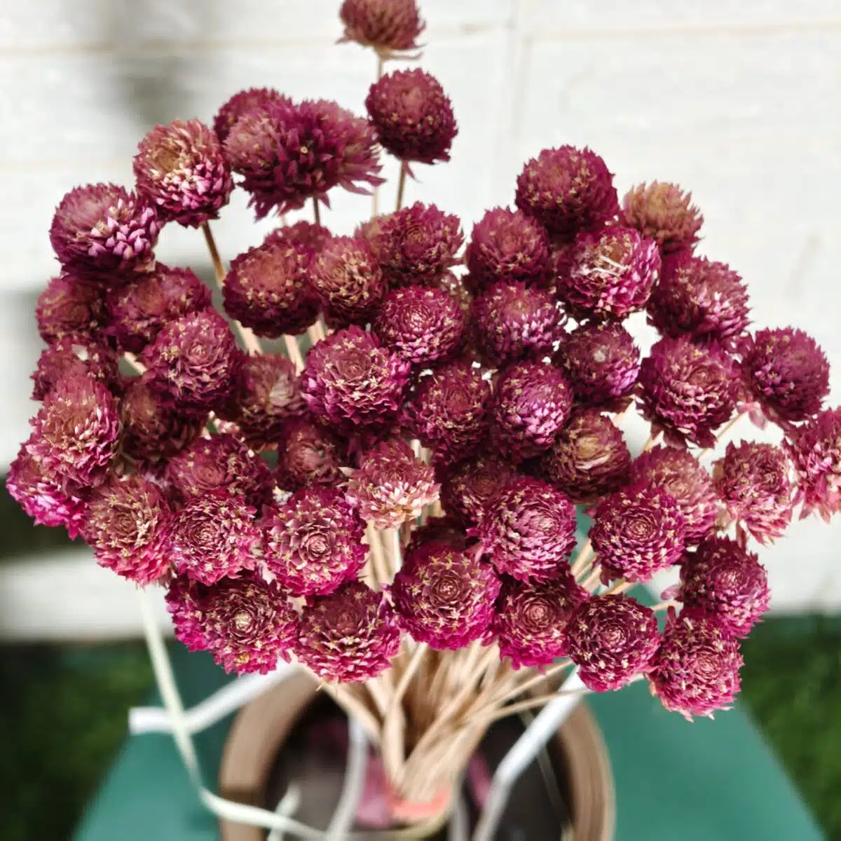 Globosa (Globe Amaranth dried flowers) - Image 4
