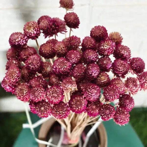 Globosa (Globe Amaranth dried flowers) - Image 4