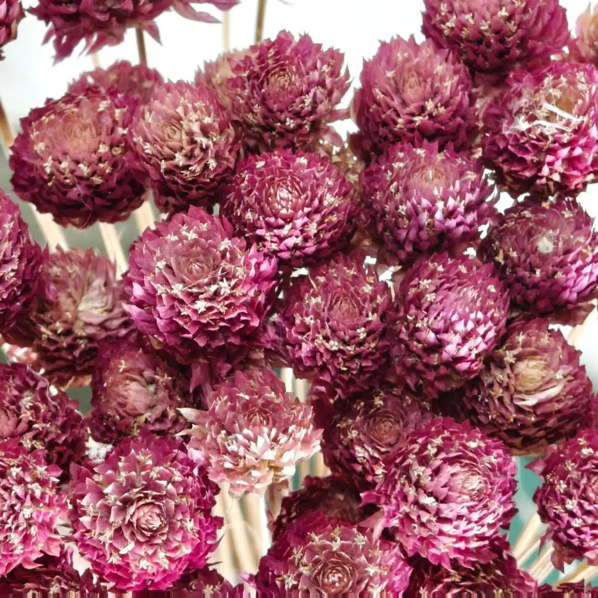 Globosa (Globe Amaranth dried flowers) - Image 5