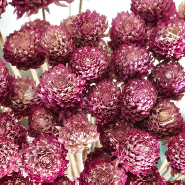 Globosa (Globe Amaranth dried flowers) - Image 5