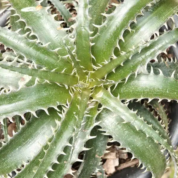 Dyckia - Image 6