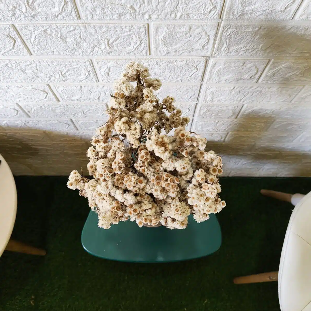 Dried Wild Daisy Preserved Natural Flowers - Image 3