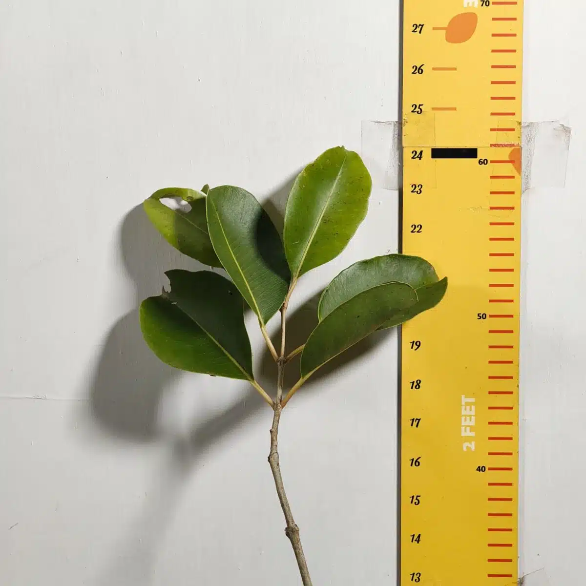 White Jamun (Syzygium cumini) Grafted Fruit Plant - Image 3