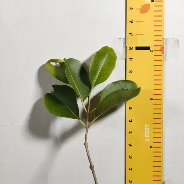 White Jamun (Syzygium cumini) Grafted Fruit Plant - Image 3