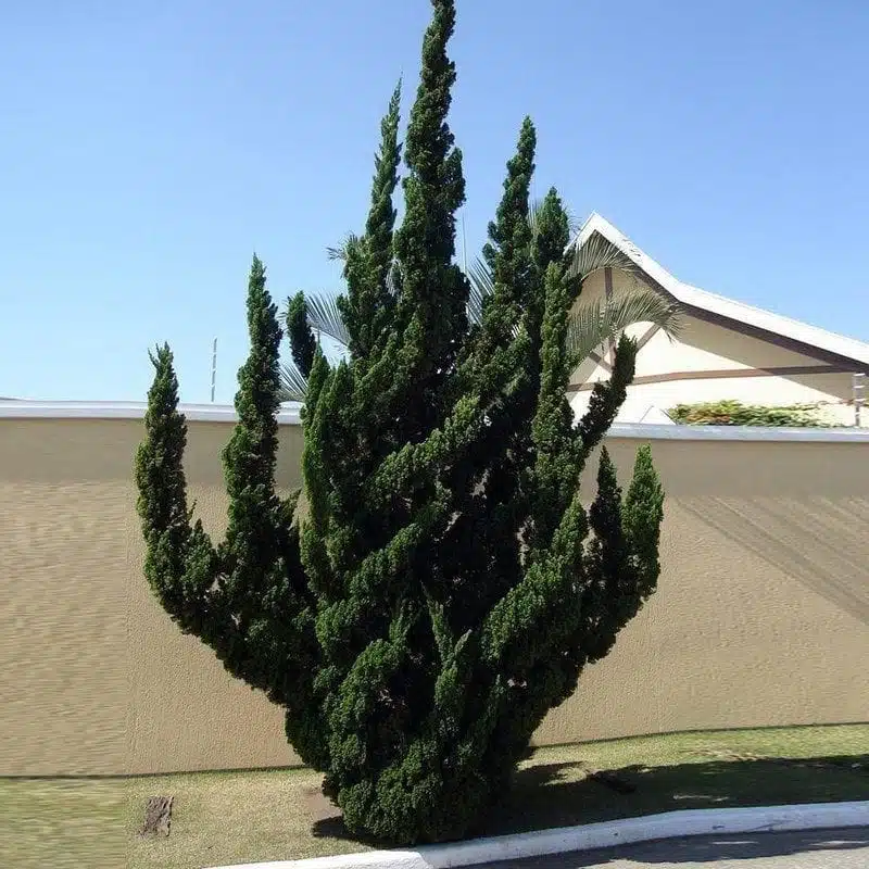 Juniperus Chinensis 'Torulosa' (Hollywood Juniper) : Elegant Evergreen Tree - Image 4