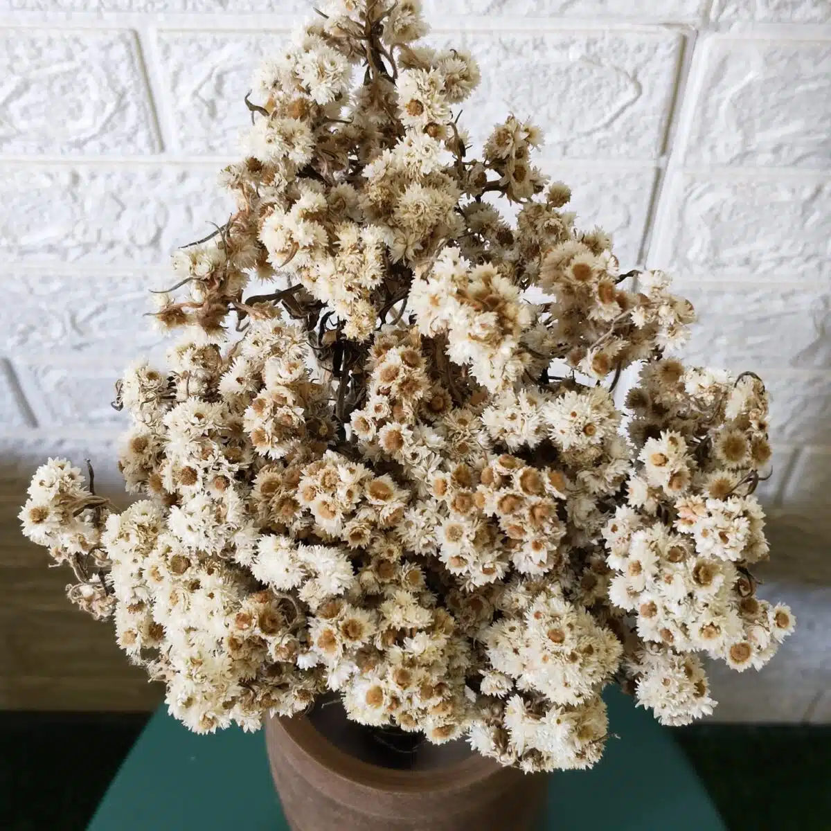 Dried Wild Daisy Preserved Natural Flowers - Image 5