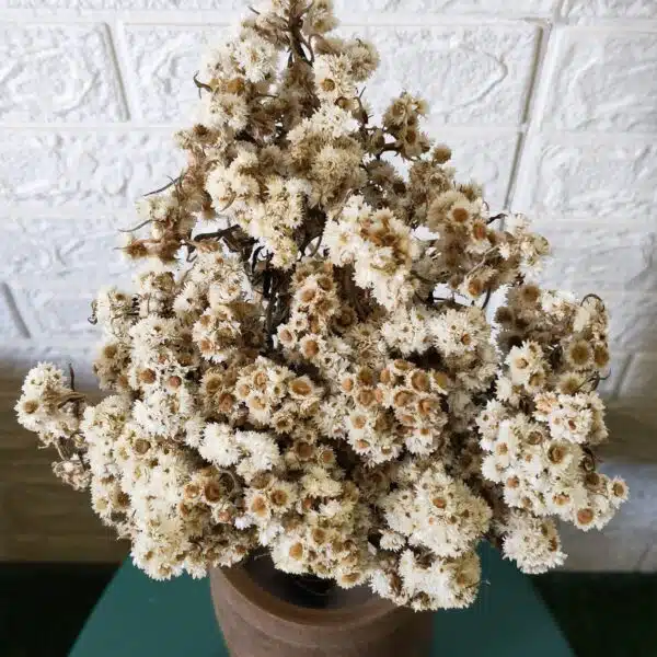 Dried Wild Daisy Preserved Natural Flowers - Image 5