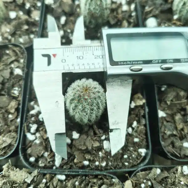 Arizona rainbow cactus (Echinocereus rigidissimus) - Image 4