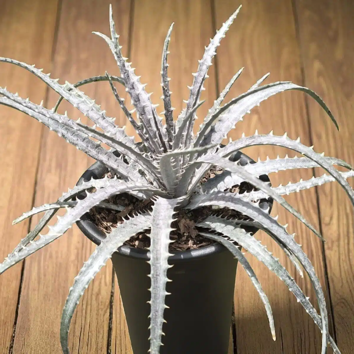 Dyckia - Image 3