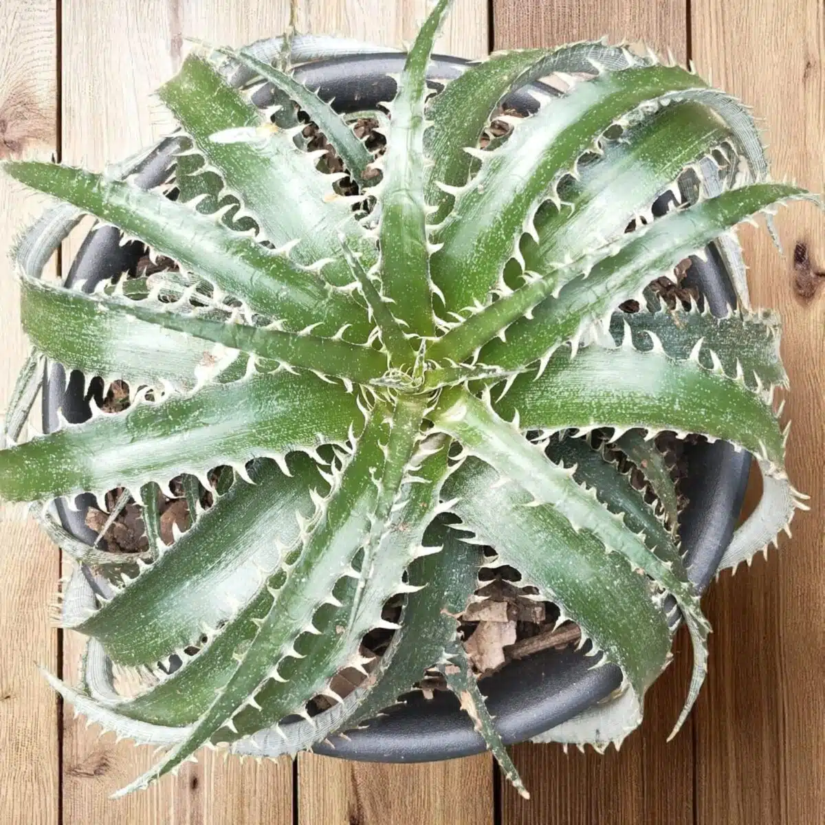 Dyckia - Image 3
