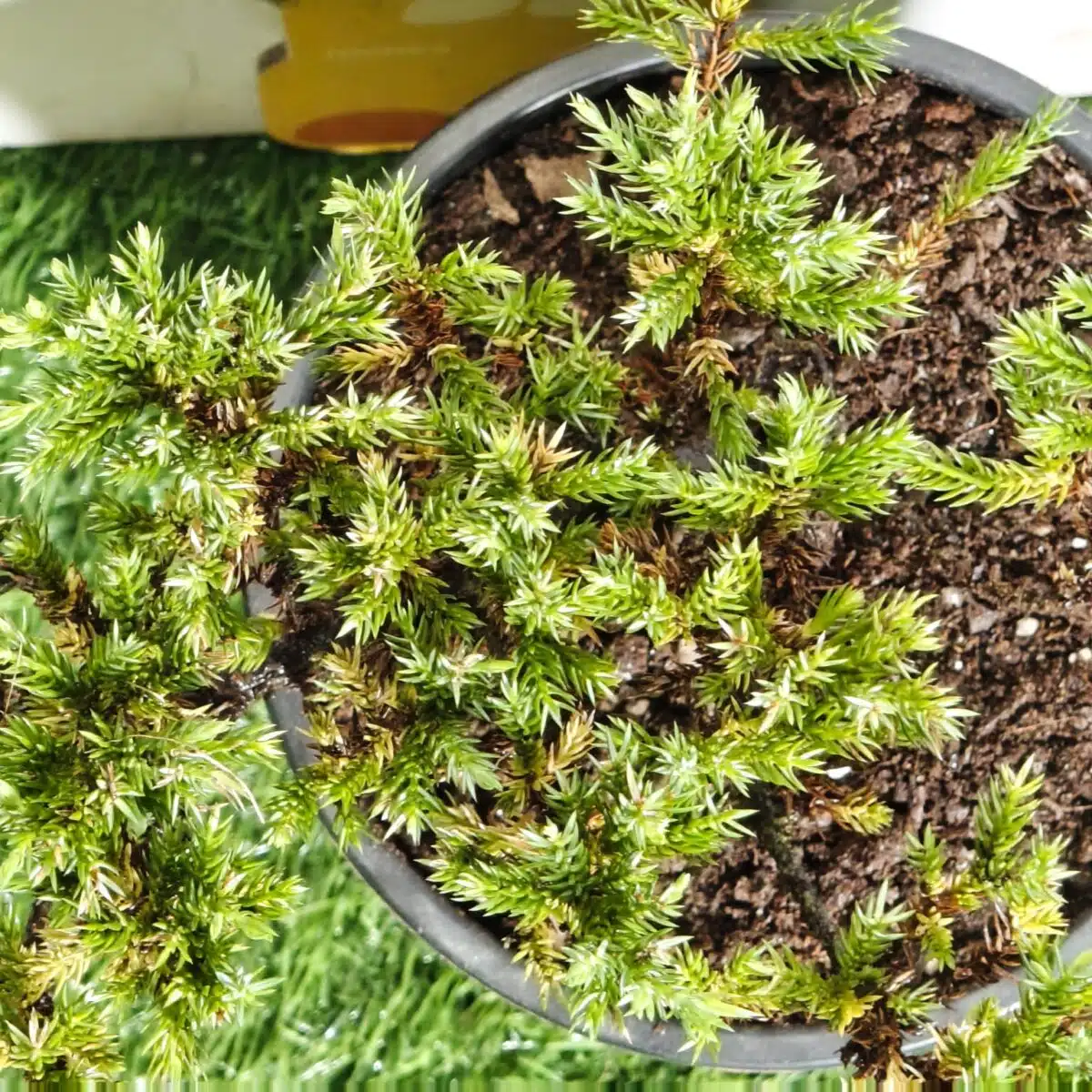Juniperus Prostrata (Juniper Horizontalis) - Image 19