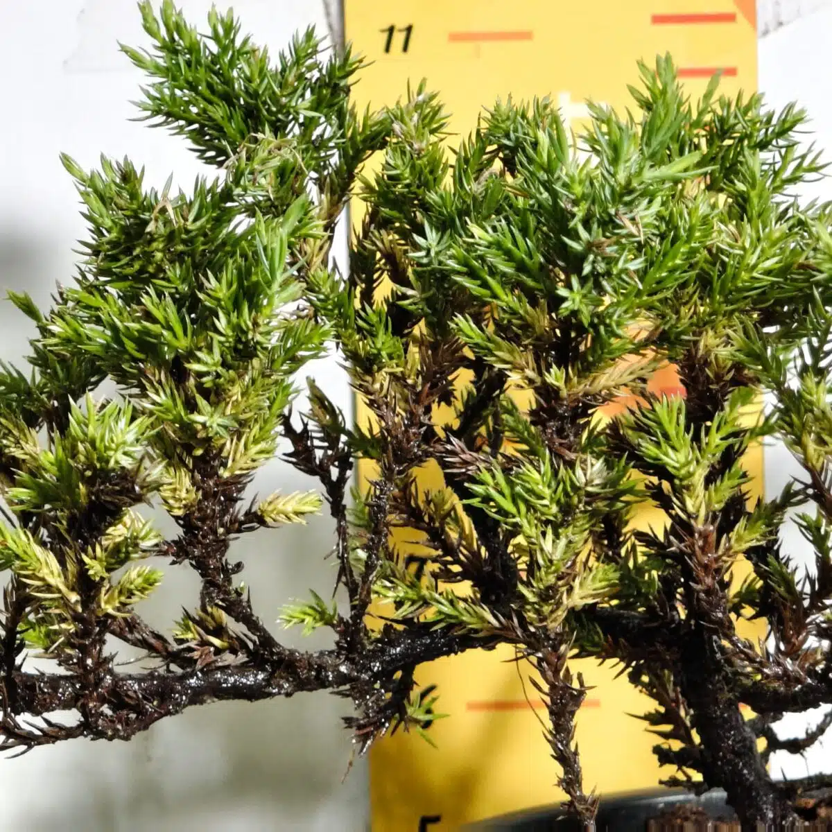 Juniperus Prostrata (Juniper Horizontalis) - Image 7