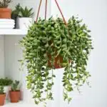 String of Tears Green(Senecio herreianus or Curio herreianus)