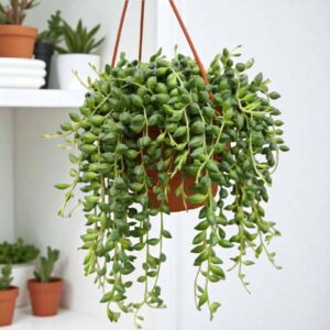 String of Tears Green(Senecio herreianus or Curio herreianus)