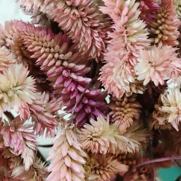 Dried Celosia Flowers, Flamingo Feather - Image 8