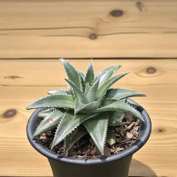 Dyckia - Image 3