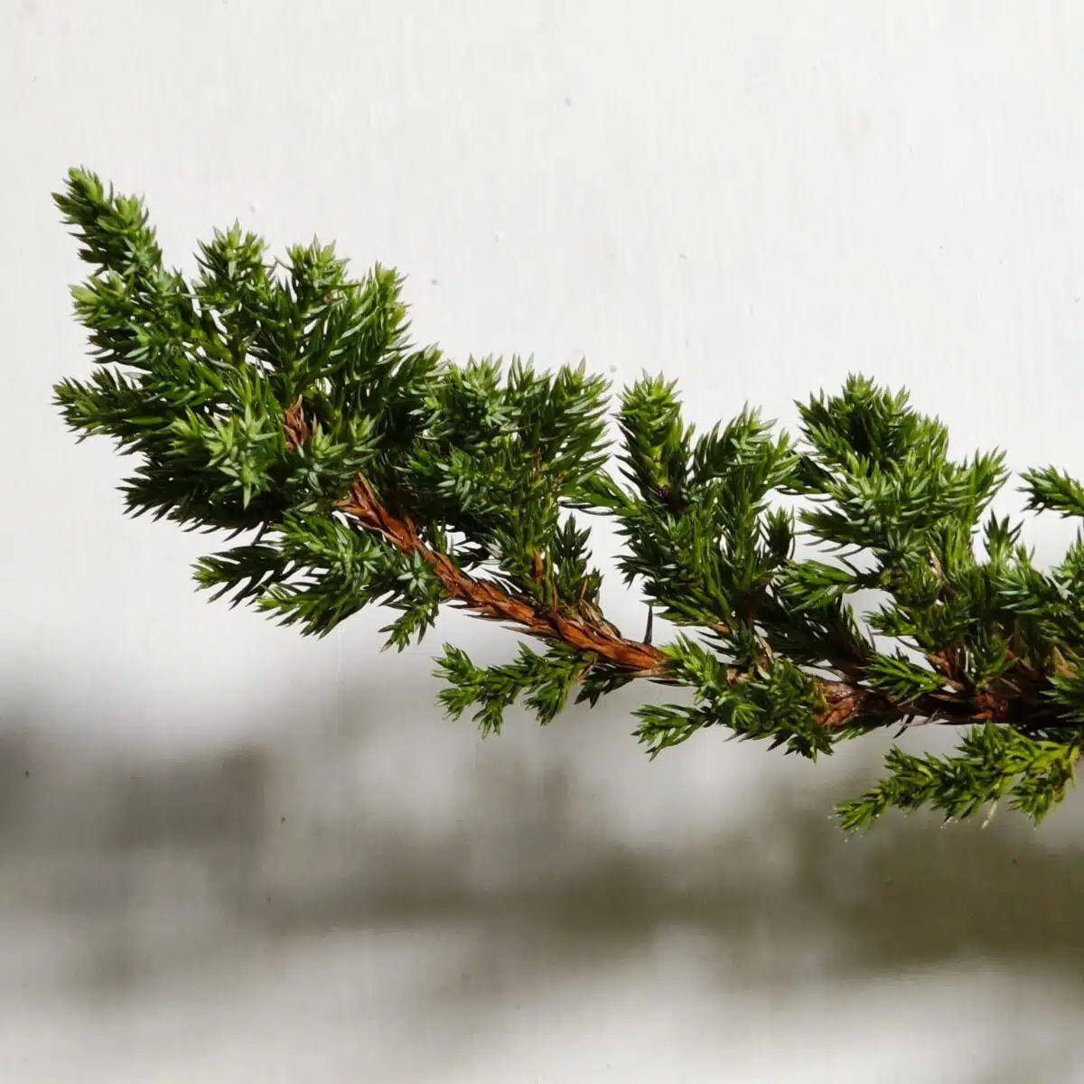 Juniperus Prostrata (Juniper Horizontalis) - Image 8