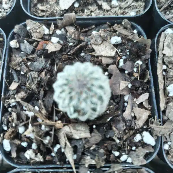 Arizona rainbow cactus (Echinocereus rigidissimus) - Image 2