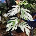 Epipremnum pinnatum marble variegated
