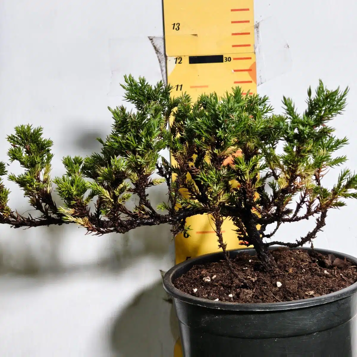 Juniperus Prostrata (Juniper Horizontalis) - Image 6