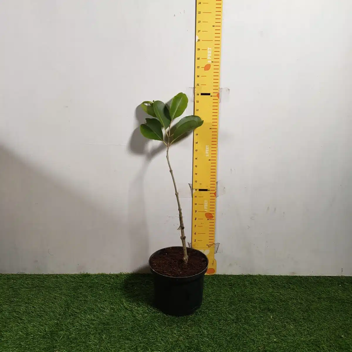 White Jamun (Syzygium cumini) Grafted Fruit Plant - Image 2