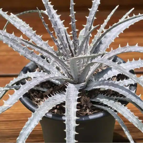 Dyckia - Image 4
