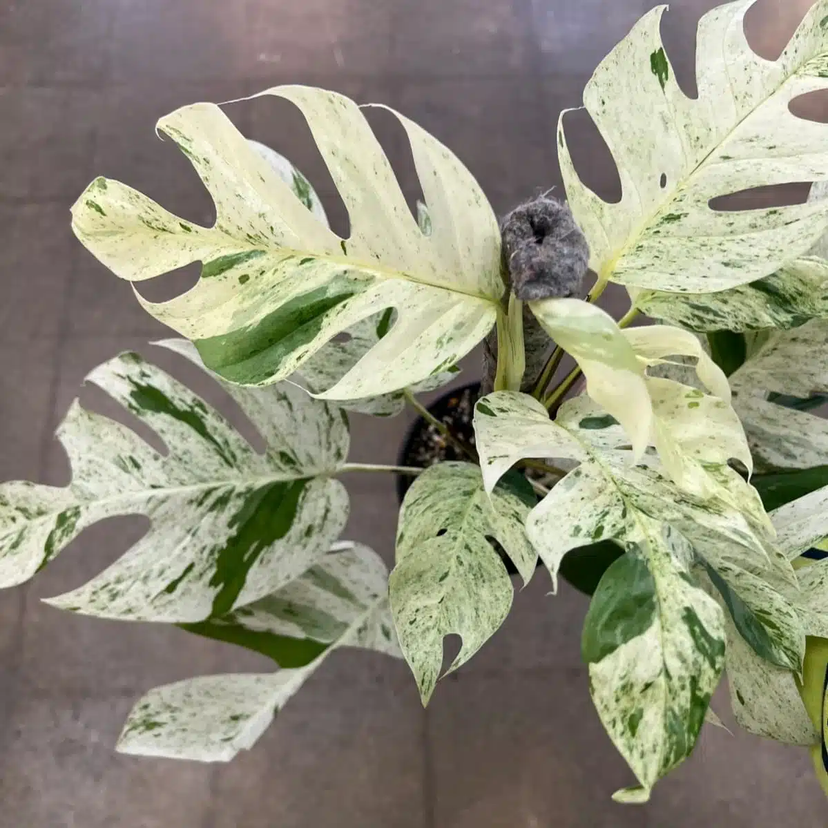 Epipremnum pinnatum marble variegated - Image 12