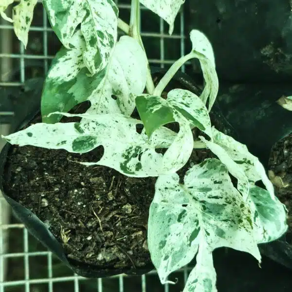 Epipremnum pinnatum marble variegated - Image 4