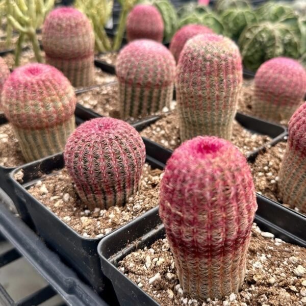 Arizona rainbow cactus (Echinocereus rigidissimus) - Image 4